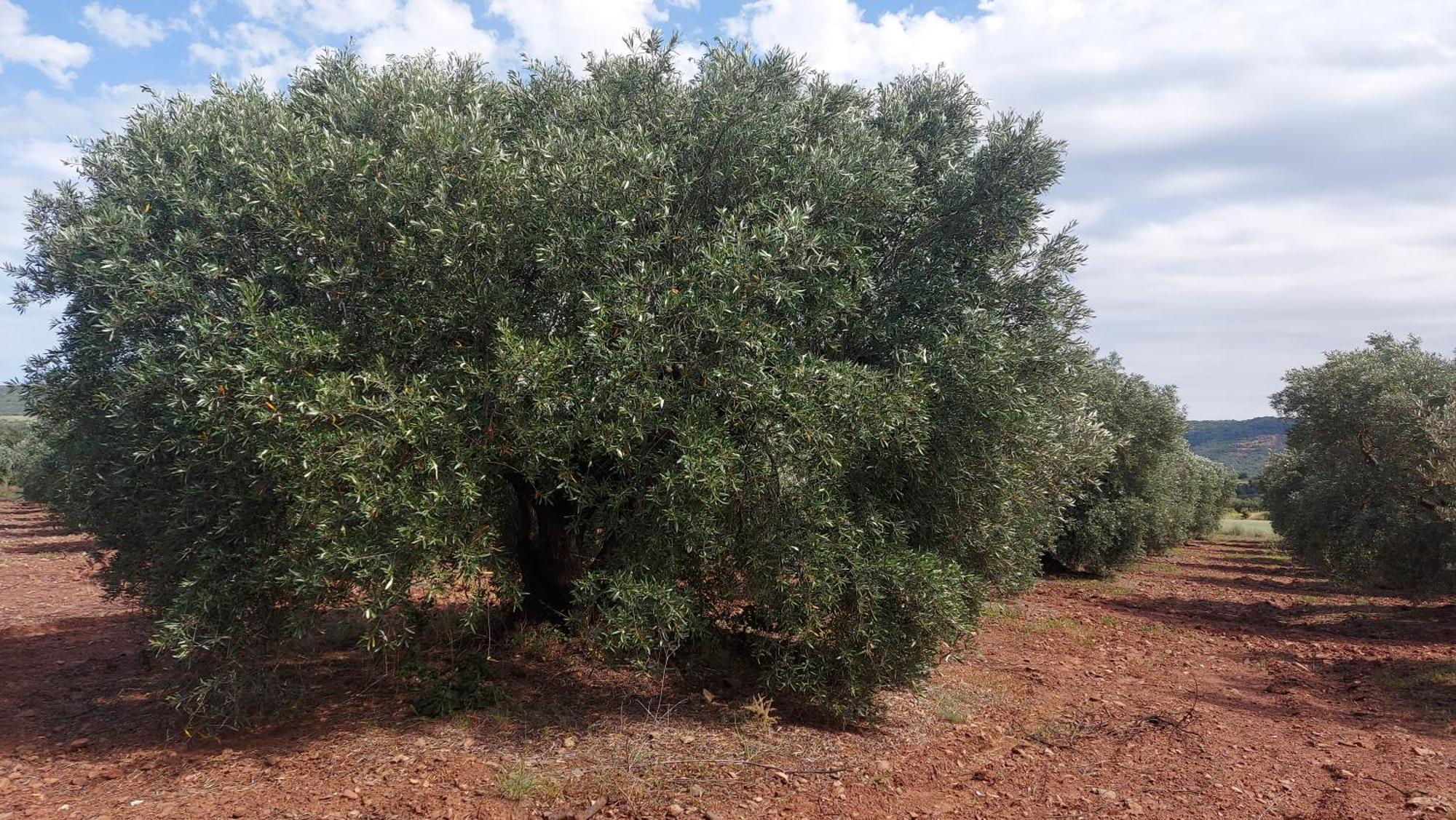 Escale Au Salagou Le Bosc  Dış mekan fotoğraf